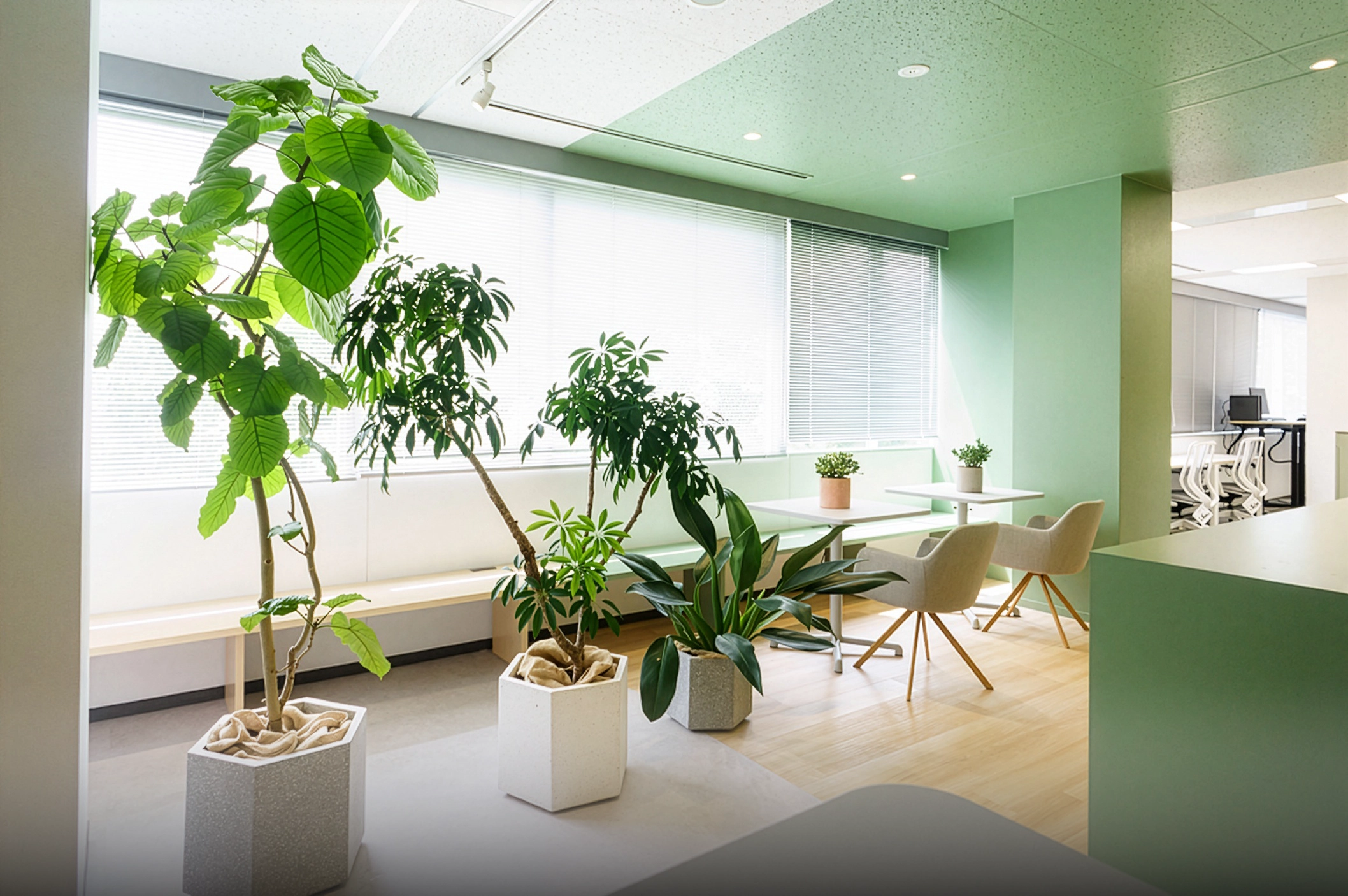 植物がたくさんあるおしゃれな栽培所